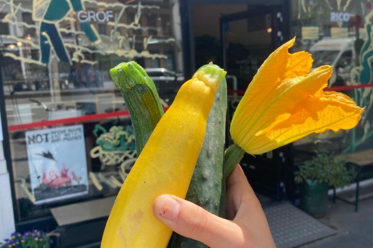 Het goede weer brengt de eerste lokale courgetten & (veld)komkommers!