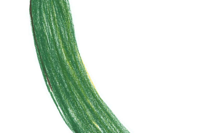 Productfiche: komkommer van Koolmees